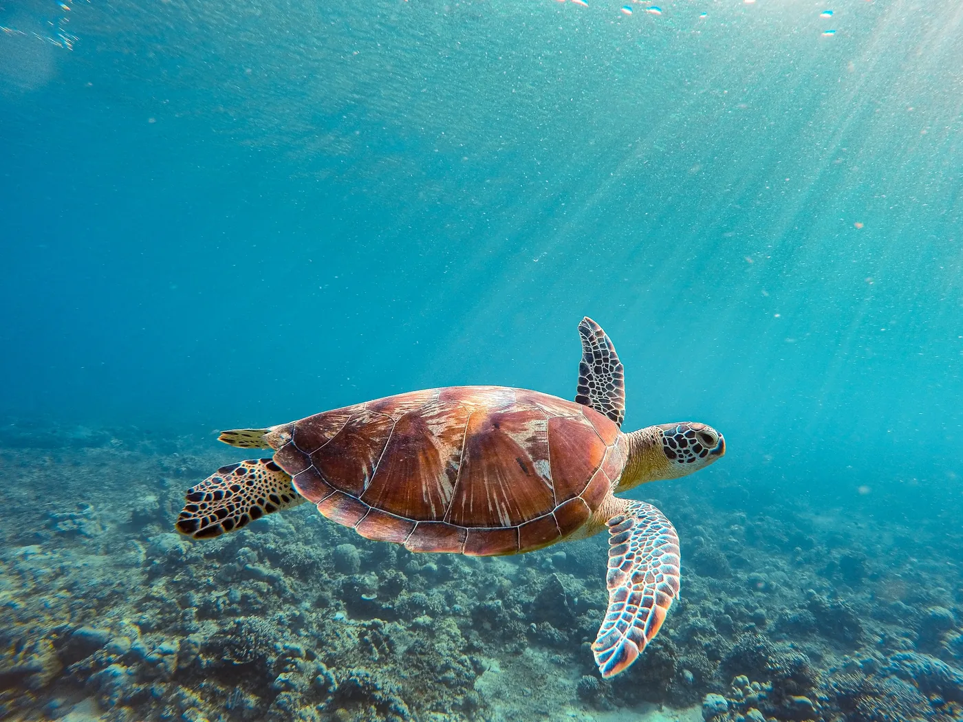 A green sea turtle gliding over a coral reef